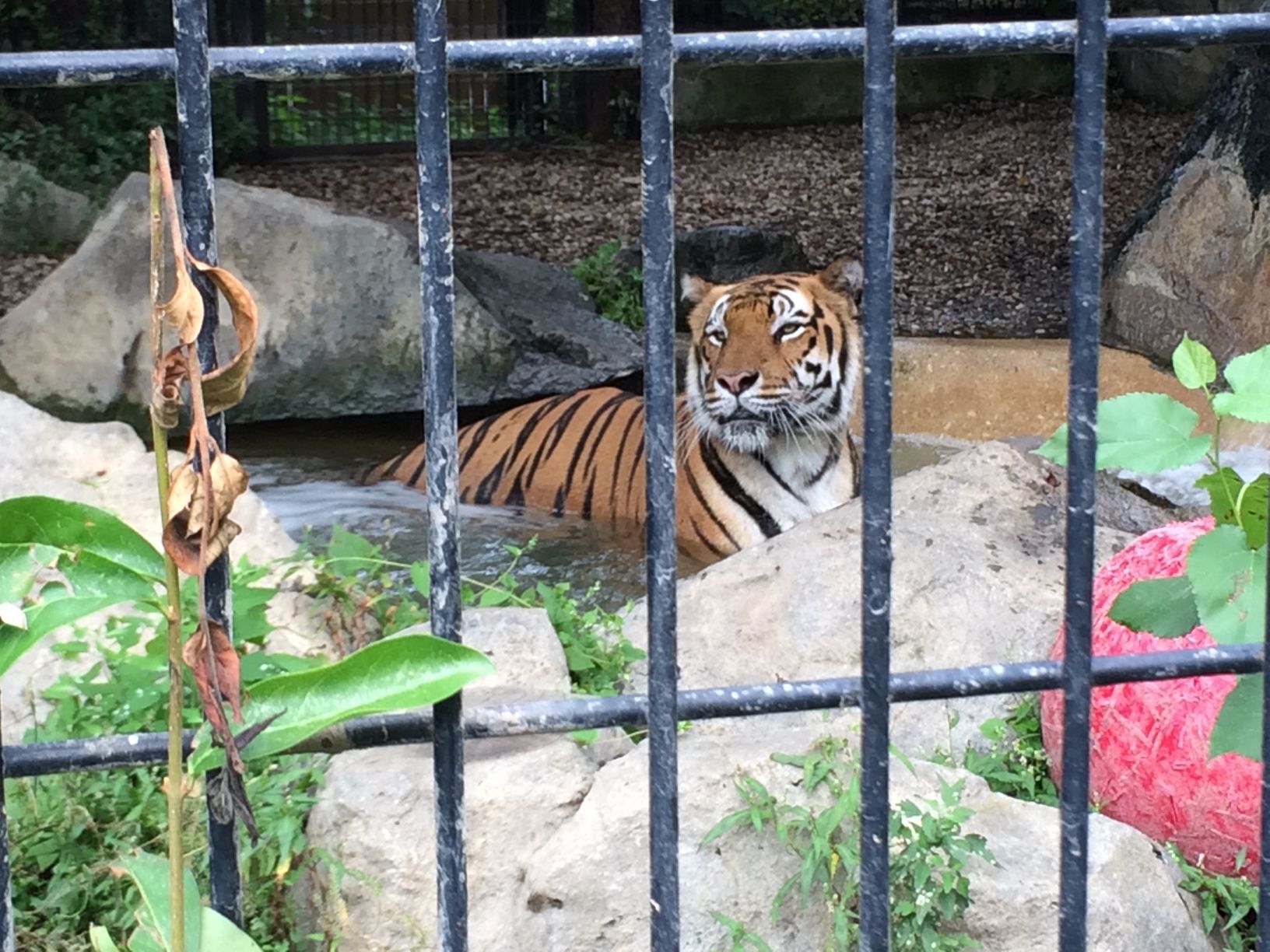 Washington Park Zoo